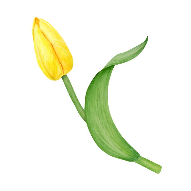 ilustrações, clipart, desenhos animados e ícones de yellow tulip. watercolor hand drawn illustration of spring symbol, golden flower. clip art for easter, mothers day, womens day, march 8 cards, wedding, farmer and floristic prints, travelbook, packing - single flower flower mothers day easter