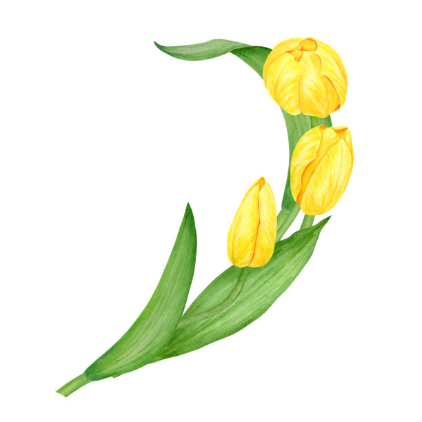 illustrazioni stock, clip art, cartoni animati e icone di tendenza di yellow tulip. watercolor hand drawn illustration of spring symbol, golden flower. clip art for easter, mothers day, womens day, march 8 cards, wedding, farmer and floristic prints, travelbook, packing - single flower flower mothers day easter