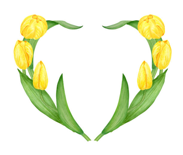 illustrazioni stock, clip art, cartoni animati e icone di tendenza di yellow tulip. watercolor hand drawn illustration of spring symbol, golden flower. clip art for easter, mothers day, womens day, march 8 cards, wedding, farmer and floristic prints, travelbook, packing - single flower flower mothers day easter