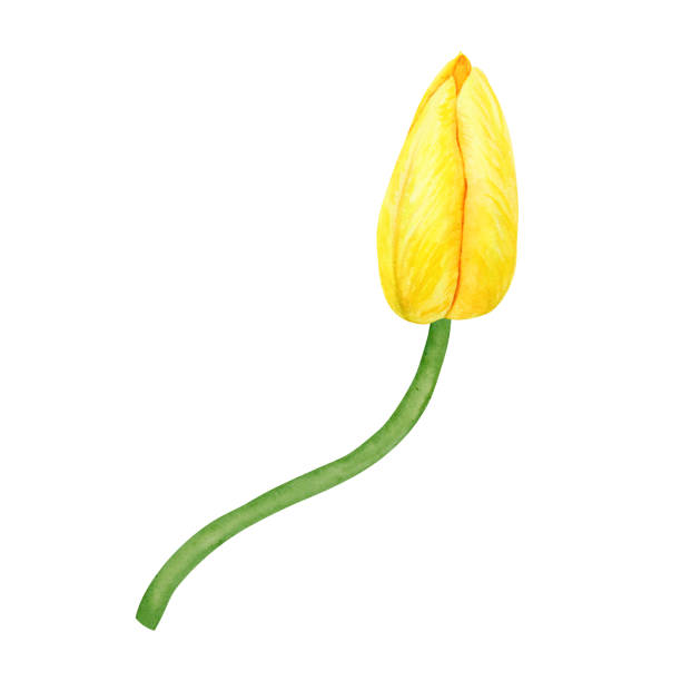 illustrazioni stock, clip art, cartoni animati e icone di tendenza di yellow tulip. watercolor hand drawn illustration of spring symbol, golden flower. clip art for easter, mothers day, womens day, march 8 cards, wedding, farmer and floristic prints, travelbook, packing - single flower flower mothers day easter