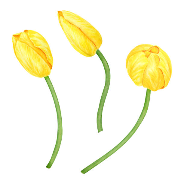 illustrazioni stock, clip art, cartoni animati e icone di tendenza di yellow tulip. watercolor hand drawn illustration of spring symbol, golden flower. clip art for easter, mothers day, womens day, march 8 cards, wedding, farmer and floristic prints, travelbook, packing - single flower flower mothers day easter