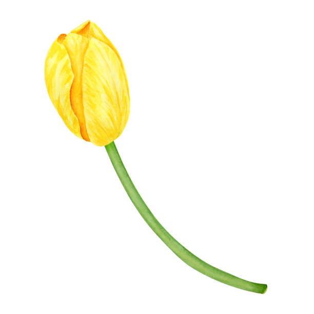 ilustrações, clipart, desenhos animados e ícones de yellow tulip. watercolor hand drawn illustration of spring symbol, golden flower. clip art for easter, mothers day, womens day, march 8 cards, wedding, farmer and floristic prints, travelbook, packing - single flower flower mothers day easter