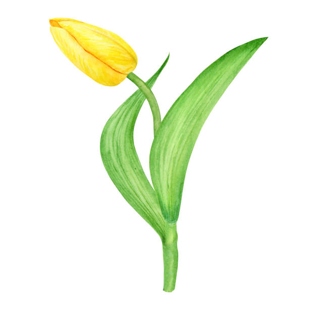 illustrazioni stock, clip art, cartoni animati e icone di tendenza di yellow tulip. watercolor hand drawn illustration of spring symbol, golden flower. clip art for easter, mothers day, womens day, march 8 cards, wedding, farmer and floristic prints, travelbook, packing - single flower flower mothers day easter