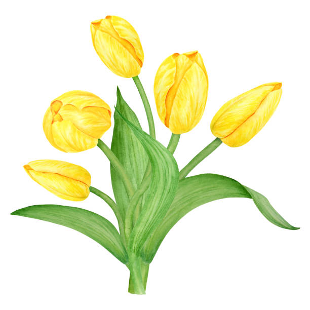 ilustrações, clipart, desenhos animados e ícones de buquê de tulipa amarela. ilustração desenhada à mão em aquarela do símbolo da primavera, flor dourada. clip-art para a páscoa, dia das mães, dia da mulher, 8 de março, cartões de casamento, estampas agricultoras e florísticas, livro de viagem - single flower flower mothers day easter