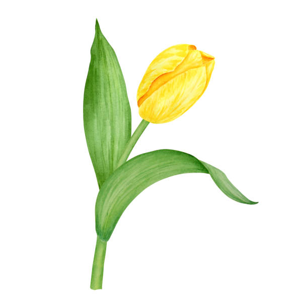 ilustrações, clipart, desenhos animados e ícones de yellow tulip. watercolor hand drawn illustration of spring symbol, golden flower. clip art for easter, mothers day, womens day, march 8 cards, wedding, farmer and floristic prints, travelbook, packing - single flower flower mothers day easter