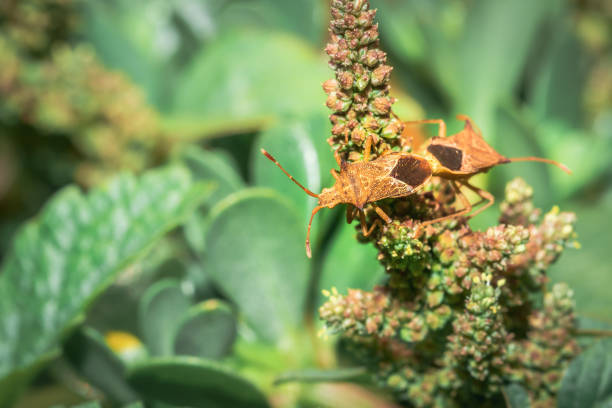 Spined soldier bug (Podisus maculiventris), Cape Town, South Africa