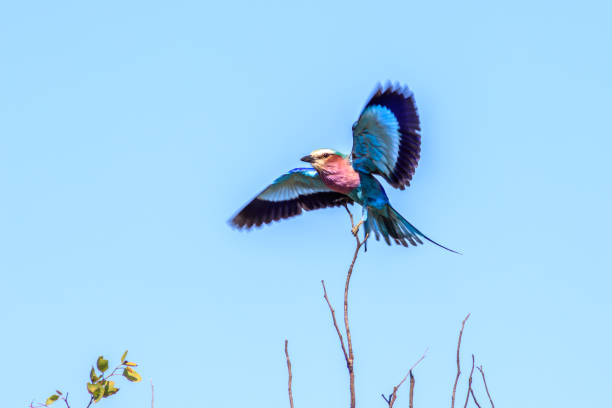 istock Lilac-breasted roller (Coracias caudatus) perching in a tree during the day, Kruger National Park, South Africa 1975365281