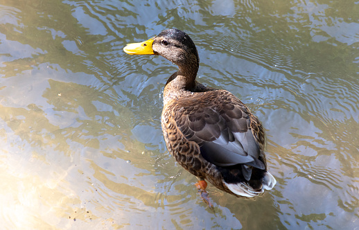 A duck swims in the lake.