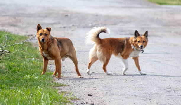 istock Two dogs on the road 1975368942