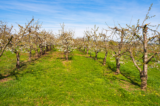 Blooming cherry trees near Frauenstein/Germany in the Rheingau