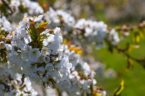Close-up of cherry blossoms near Frauenstein/Germany in the Rheingau