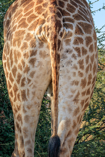 South African giraffe (Giraffa camelopardalis giraffa) grazing on beautiful green trees, Kruger National Park, South Africa