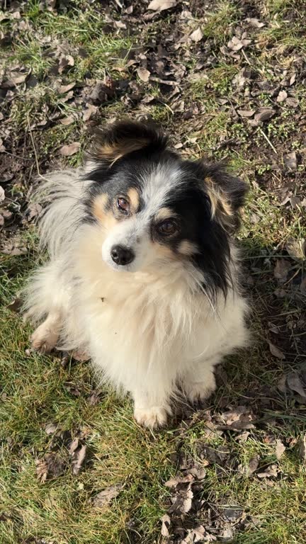 Charming dog sits in the grass, vertical video.