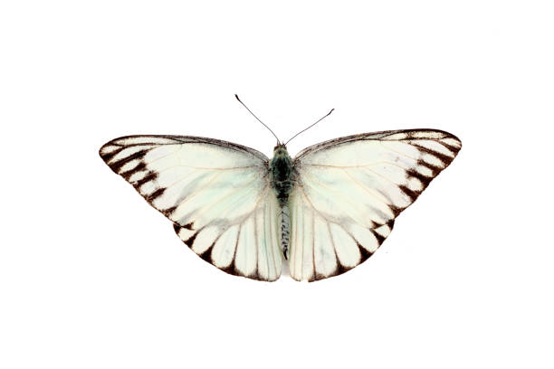 istock Butterfly isolated on white background. Clipping path included. 1975382377