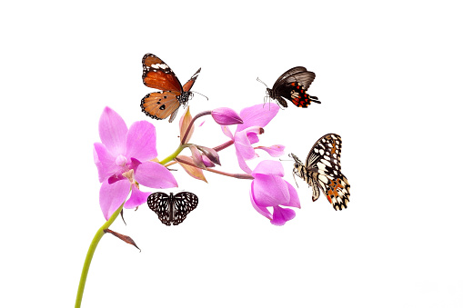 butterflies on pink flowers isolated on white background. macro.