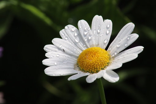 Daisy flower after rain