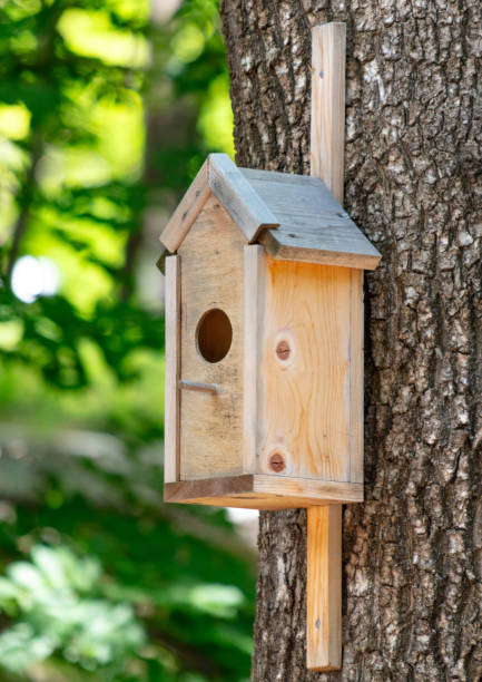 istock A birdhouse hangs on a tree in summer 1975390246
