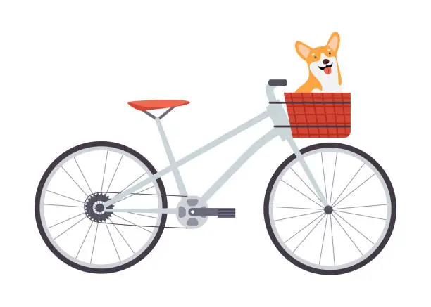 Vector illustration of Cute Corgi dog is sitting in a bicycle basket
