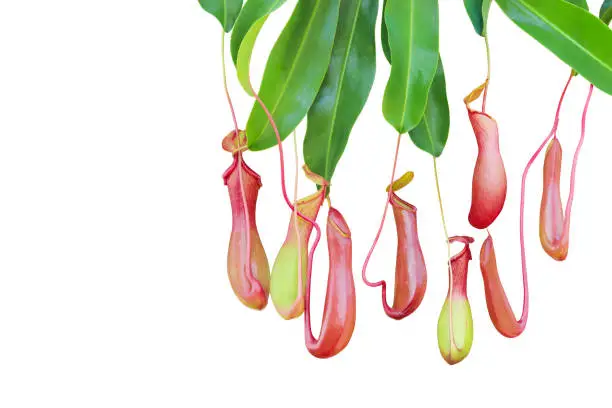 Pitcher Plants, Nepenthes with Green Leaves Isolated on White Background with Clipping Path