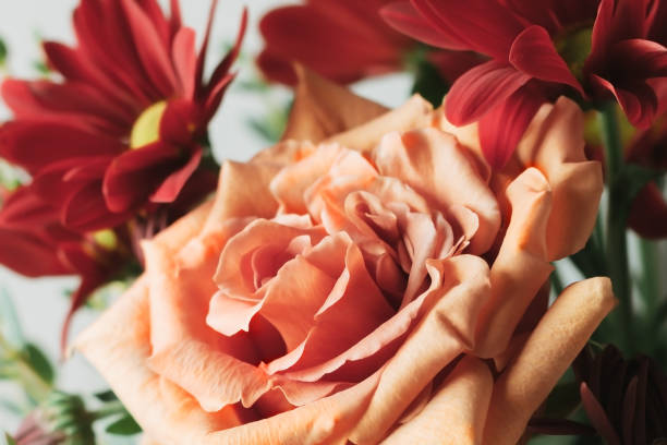 beige blooming rose close-up.