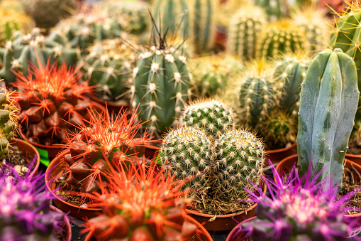 Succulent plant cactus