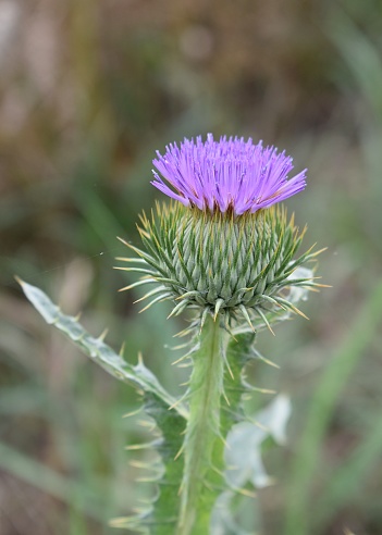 Detail of Cotton thistle (Onopordum acanthium) flowering in the countryside. Drôme, France.