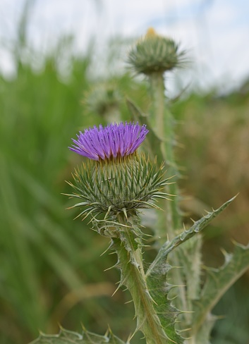 Vertical shot of Cotton thistle (Onopordum acanthium) flowering in the countryside. Drôme, France.