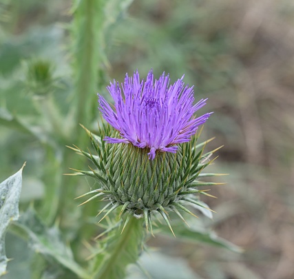 Close-up of a Cotton thistle (Onopordum acanthium) flower in the countryside. Drôme, France.
