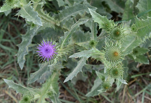 Cotton thistle (Onopordum acanthium) flowering in the countryside. Drôme, France.