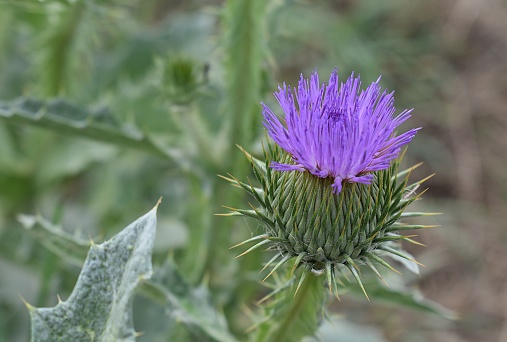 Detail of Cotton thistle (Onopordum acanthium) flowering in the countryside. Drôme, France.