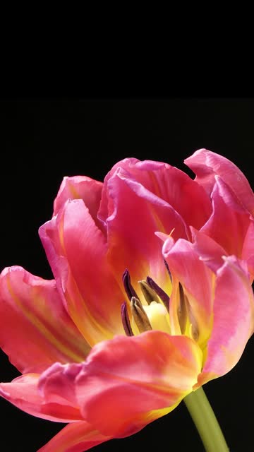 Vertical screen: Slow motion shot of bright pink striped tulip flowers blooming against a black background. Festive bouquet. 4K