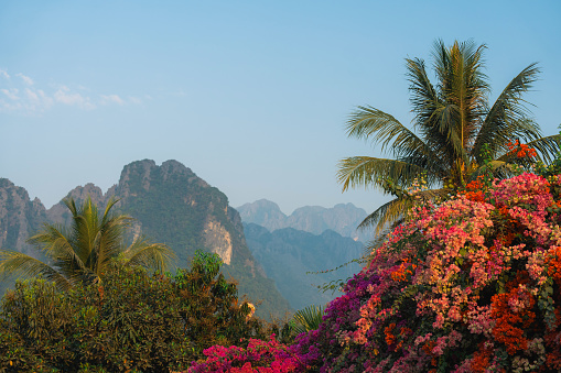 Blooming tropical bush on the background of karst mountains in Southeast Asia