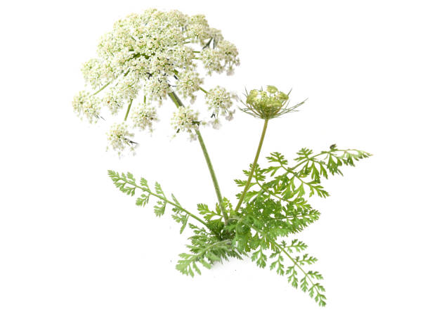 Wildflower hemlock blooming plant Wildflower hemlock blooming plant isolate white cicuta virosa stock pictures, royalty-free photos & images