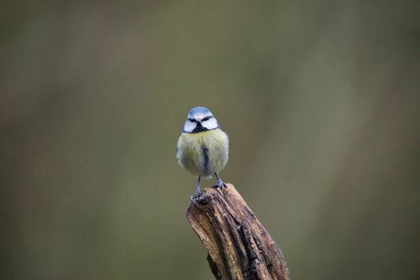 istock Bluetit bird perched on top of a branch 1975469681
