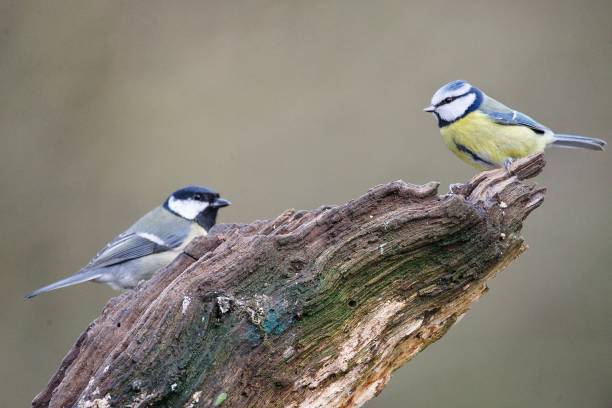 istock Bluetit bird perched on top of a branch 1975470207