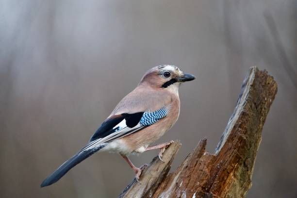 istock Jay woodland bird perched on a tree trunk 1975470785