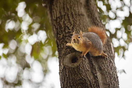 Young Eastern gray squirrels ( Sciurus carolinensis) ,nature scene from Wisconsin