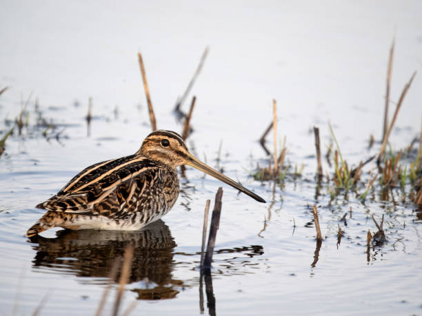 istock Common snipe, Gallinago gallinago, 1975473418