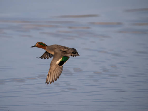 istock Eurasian teal, Anas crecca 1975473429
