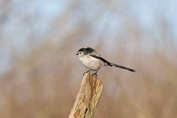 istock Long tailed tit bird perched on top of a tree branch 1975474460