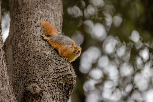 Eurasian red squirrel, Sciurus vulgaris, foraging in a forest