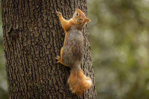 Red squirrel is standing on tree at forest.