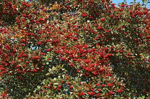 A deciduous tree, up to around 7m high, with a rounded then spreading habit, stout thorns and glossy, broadly oval-shaped leaves that turn warm shades of orange and yellow in autumn. Dense clusters of small white flowers are produced in spring, followed in autumn by red berries that persist into winter