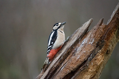 Great spotted woodpecker perched on a tree trunk