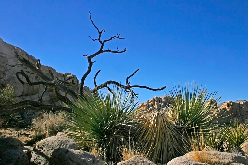 Joshua Tree Landscape Yucca Brevifolia Mojave Desert Joshua Tree National Park California