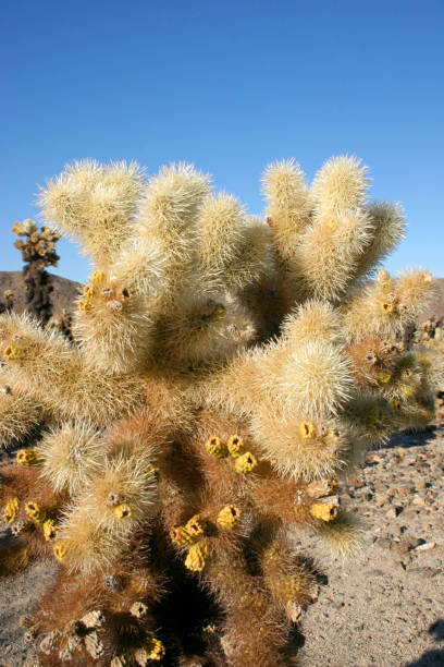 istock Cholla Cactus Garden in Joshua Tree National Park 1975483925
