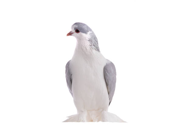 lahore pigeon isolated on  white background