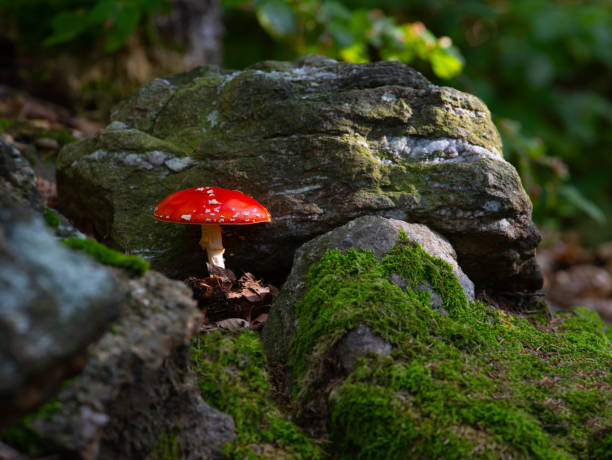 istock red fly agaric in the forest in the grass 1975485493