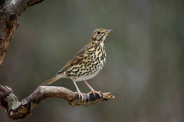 istock Song thrush woodland bird perched on a branch 1975493781