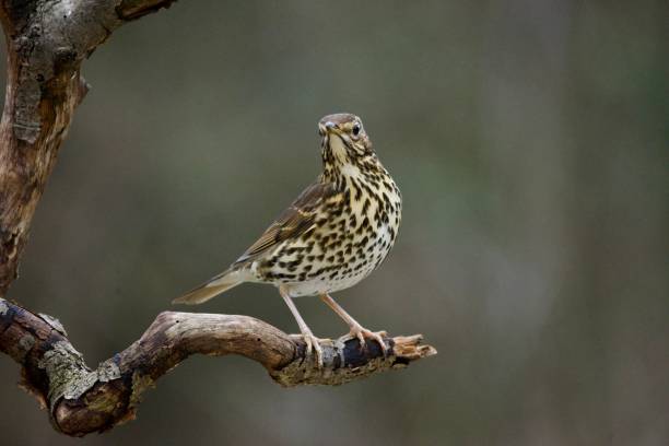 istock Song thrush woodland bird perched on a branch 1975494300